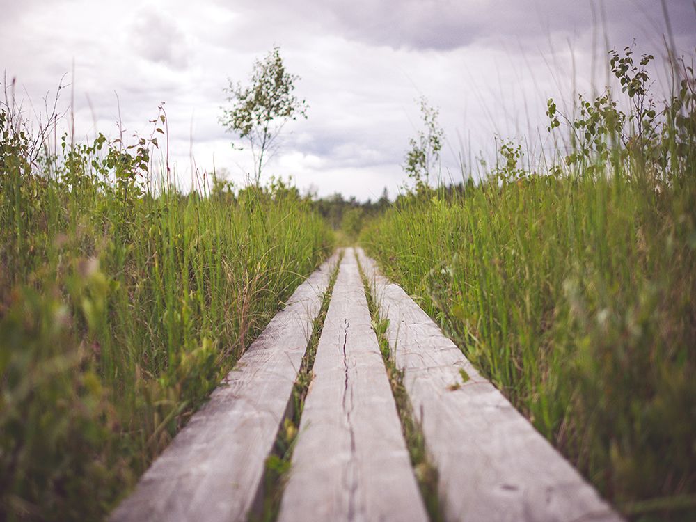 Pathway 2 art print by Rachel Lee for $57.95 CAD