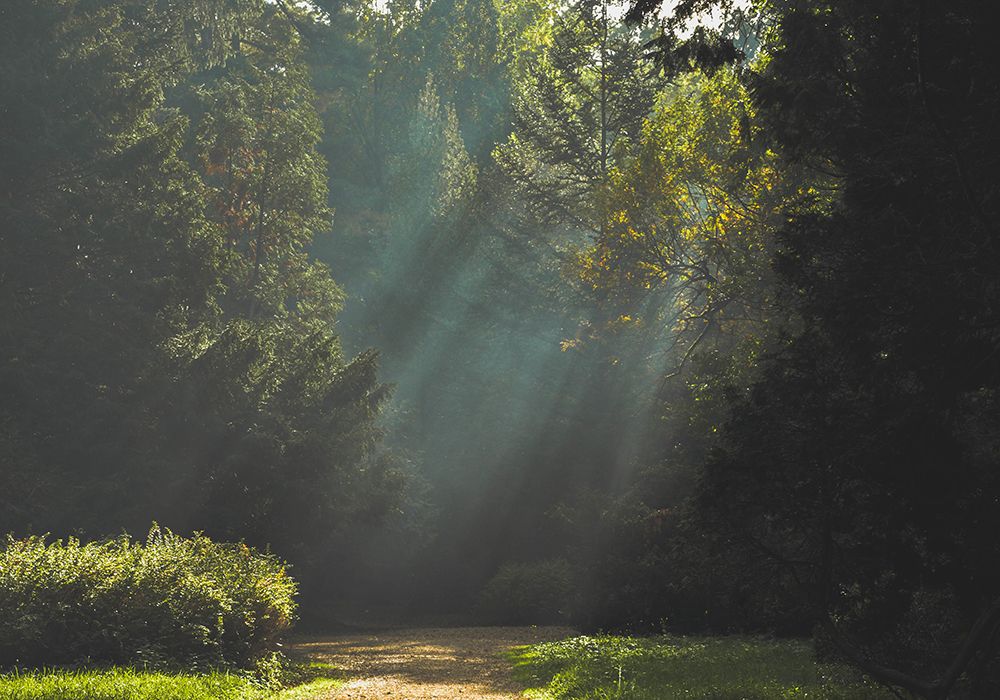 Pathway 4 art print by Rachel Lee for $57.95 CAD