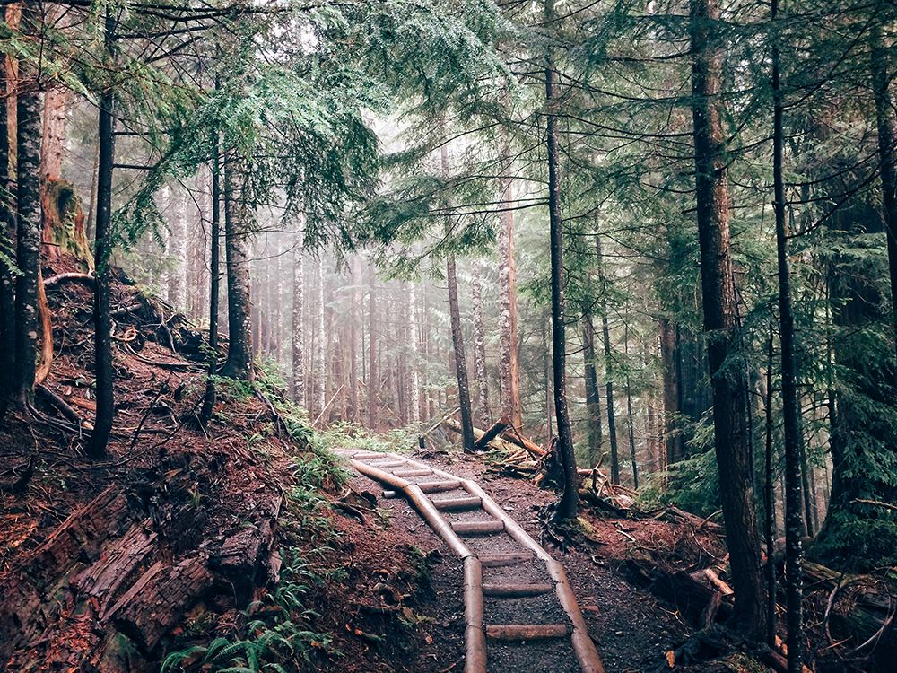Pathway 5 art print by Rachel Lee for $57.95 CAD