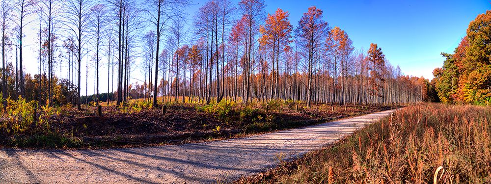 Prentice Road Pano art print by Rachel Lee for $57.95 CAD