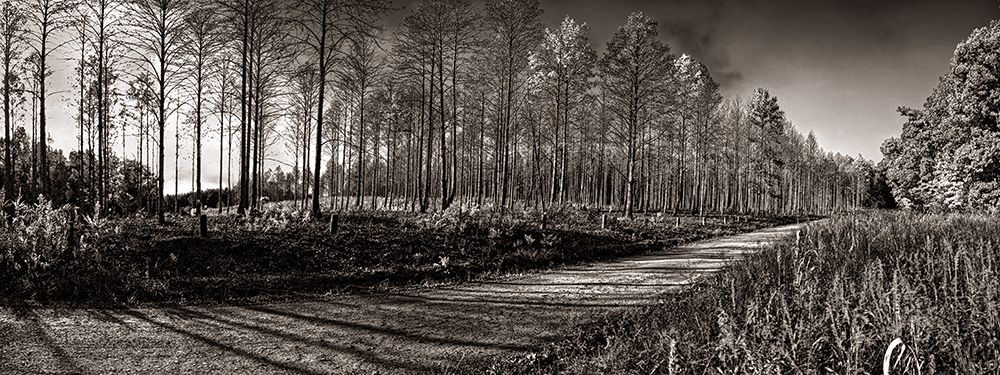 Prentice Road Pano Sepia art print by Rachel Lee for $57.95 CAD