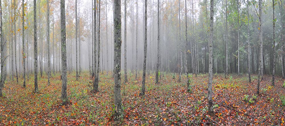 Prentice Tree Pano art print by Rachel Lee for $57.95 CAD