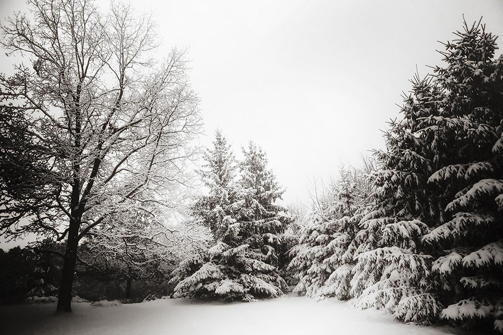 Snow Trees art print by Rachel Lee for $57.95 CAD