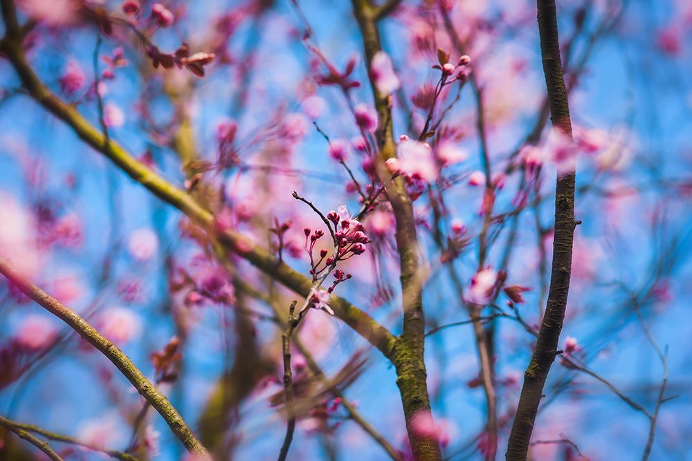 Spring Bloom art print by Rachel Lee for $57.95 CAD