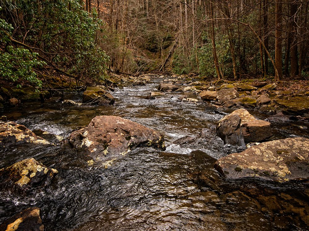 Stinging Fork Creek 4 art print by Rachel Lee for $57.95 CAD