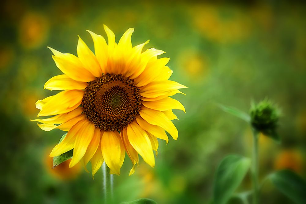 Sunflower Summer art print by Rachel Lee for $57.95 CAD