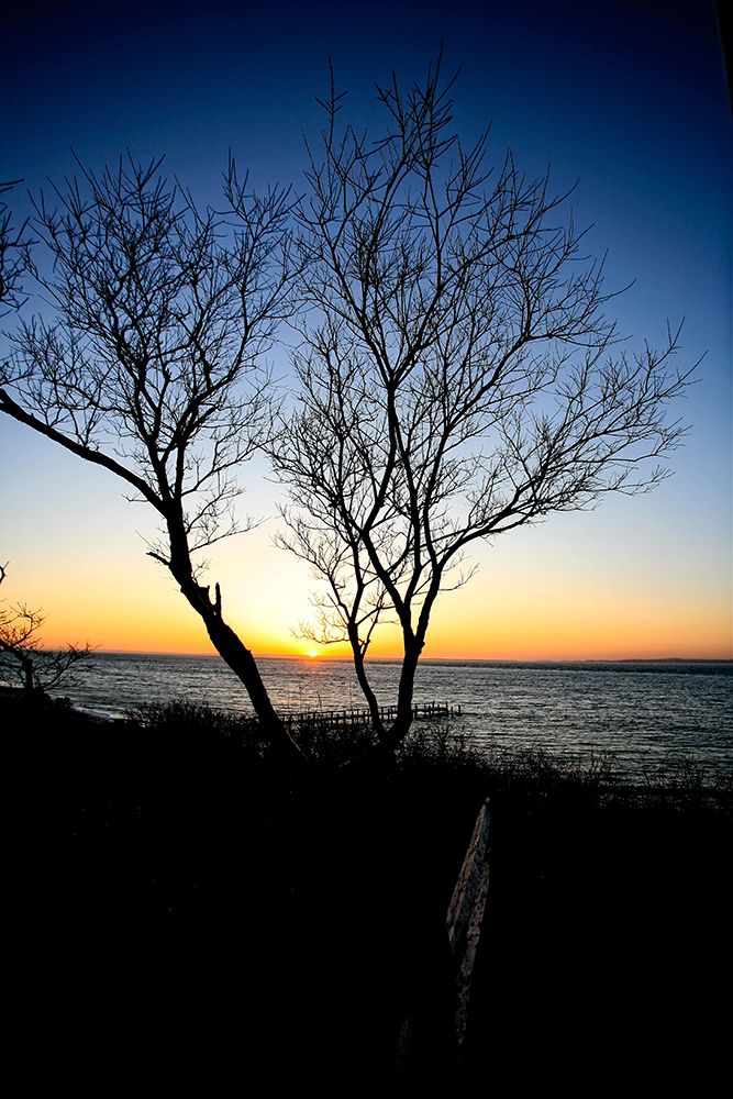 Tree Sunset art print by Rachel Lee for $57.95 CAD