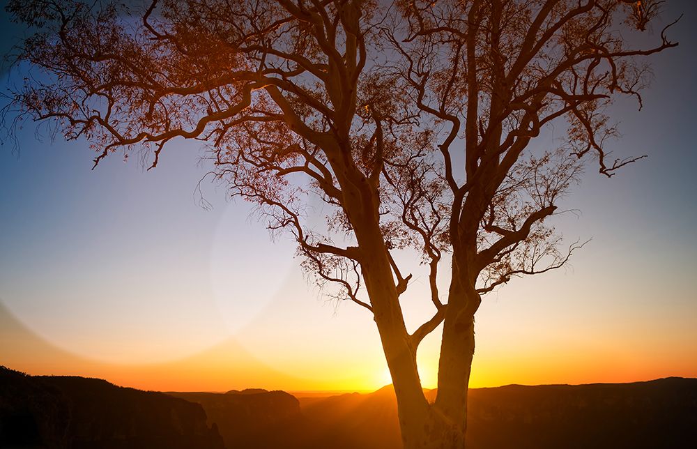 Tree Sunset 1 art print by Rachel Lee for $57.95 CAD