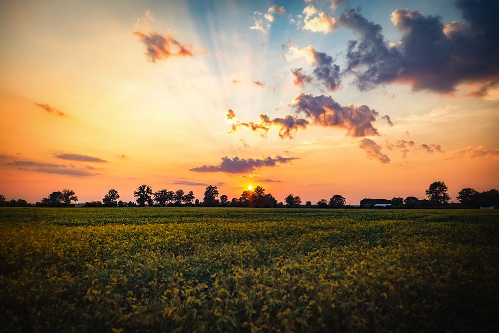 Tree Sunset 2 art print by Rachel Lee for $57.95 CAD
