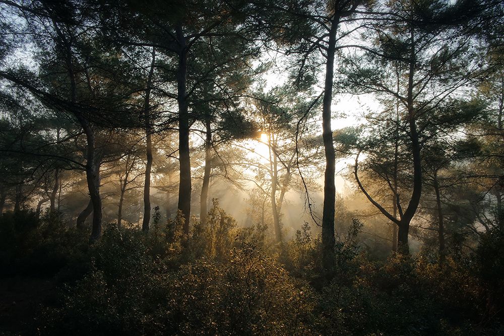Tree Sunset 3 art print by Rachel Lee for $57.95 CAD