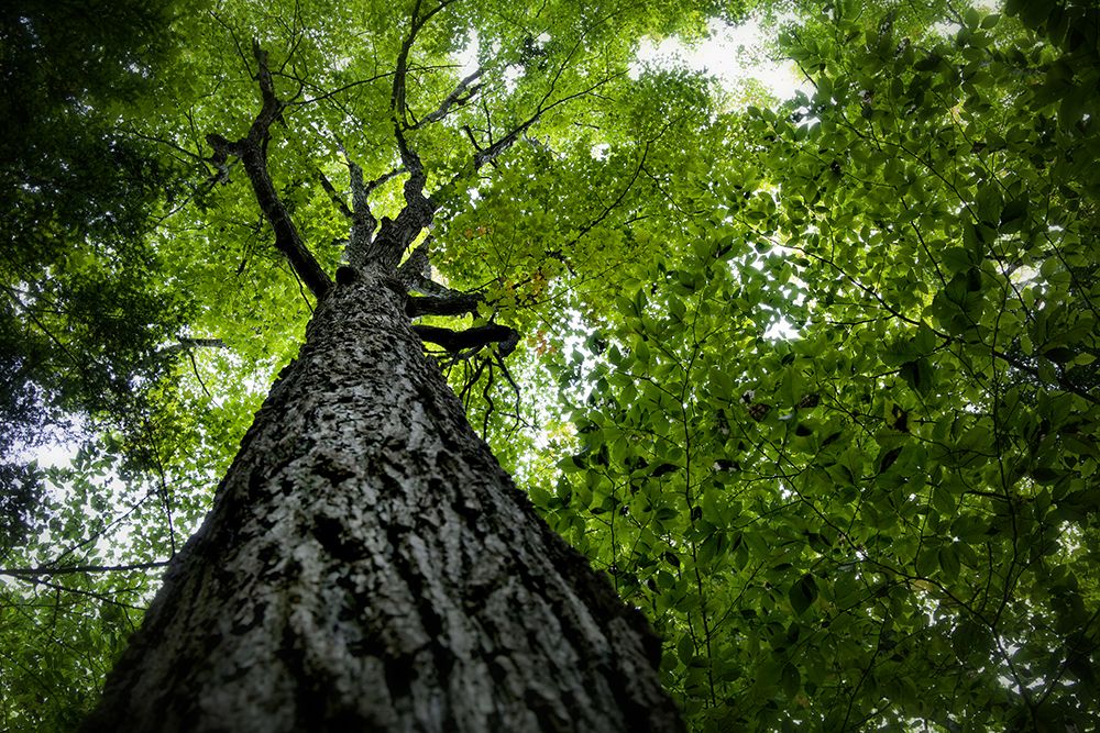 Trees 1 art print by Rachel Lee for $57.95 CAD