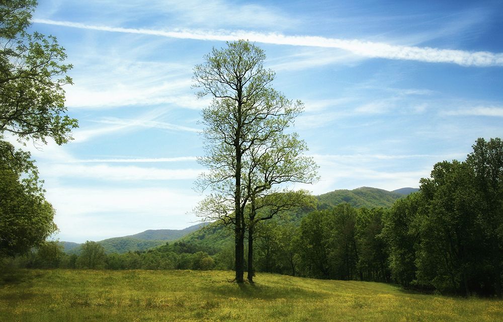 Trees 11 art print by Rachel Lee for $57.95 CAD