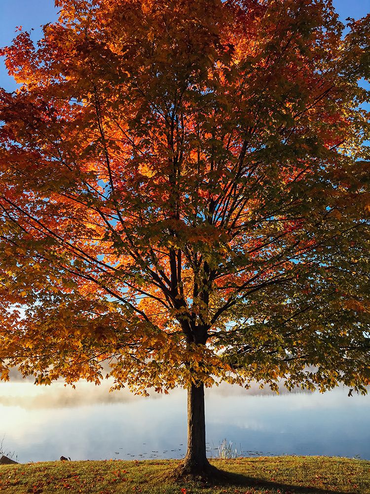 Trees 15 art print by Rachel Lee for $57.95 CAD