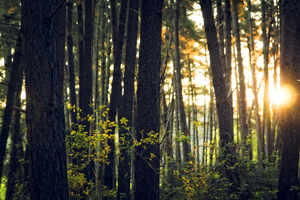Trees 19 art print by Rachel Lee for $57.95 CAD
