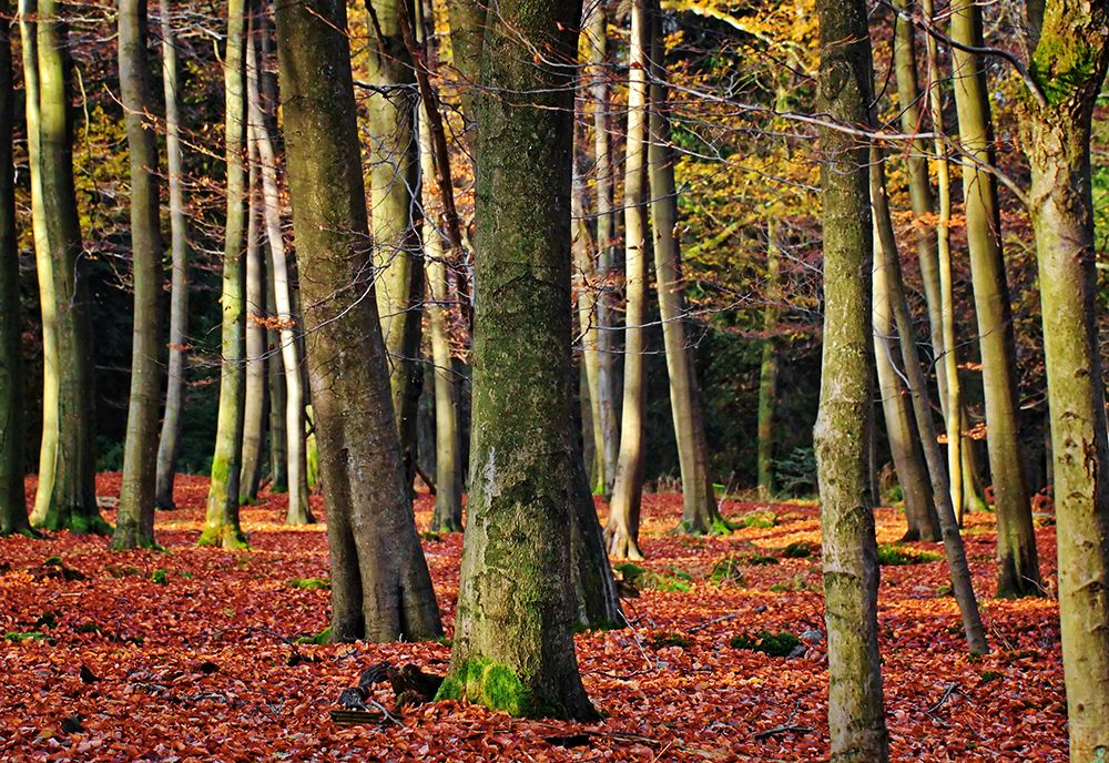 Trees 22 art print by Rachel Lee for $57.95 CAD