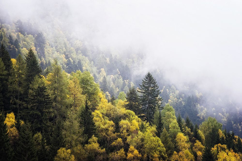 Trees 23 art print by Rachel Lee for $57.95 CAD