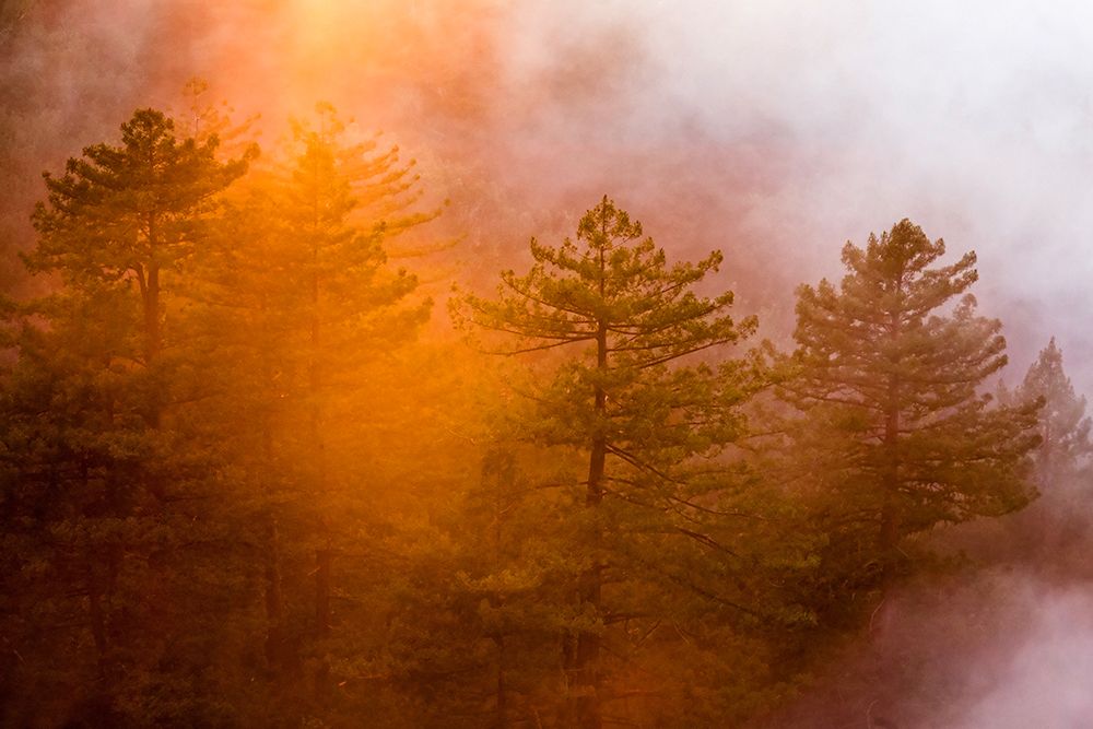Trees 24 art print by Rachel Lee for $57.95 CAD