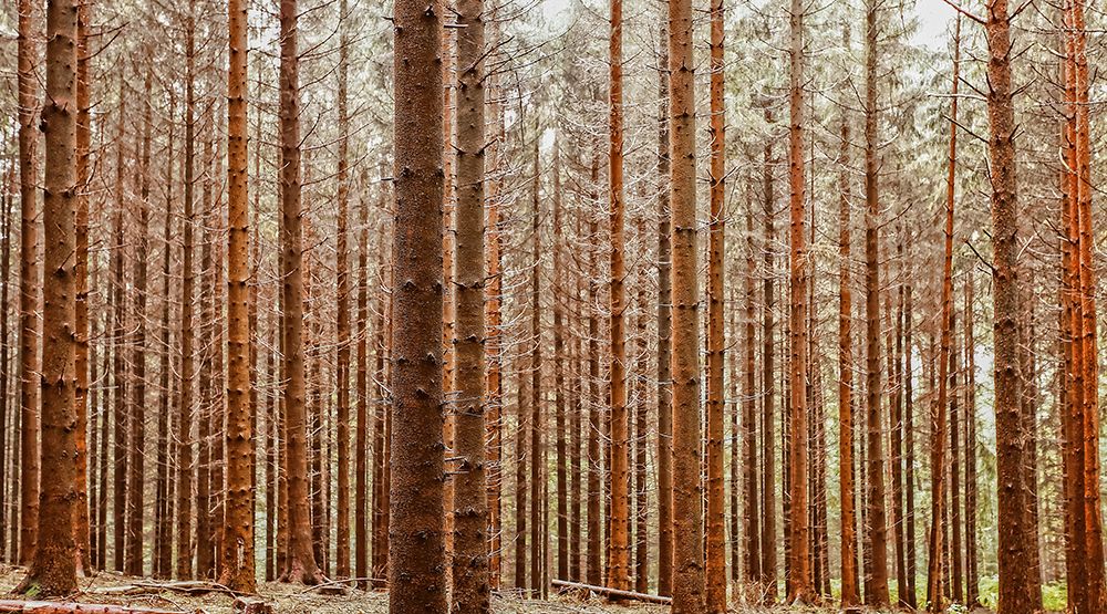 Trees 26 art print by Rachel Lee for $57.95 CAD