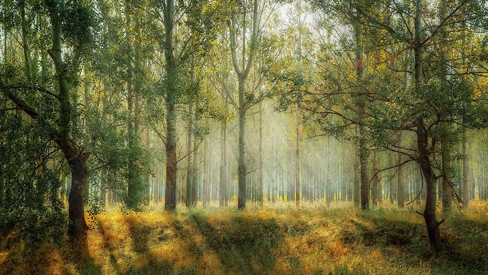Trees 27 art print by Rachel Lee for $57.95 CAD