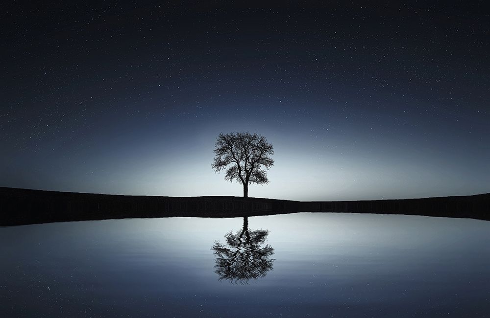 Trees 29 art print by Rachel Lee for $57.95 CAD