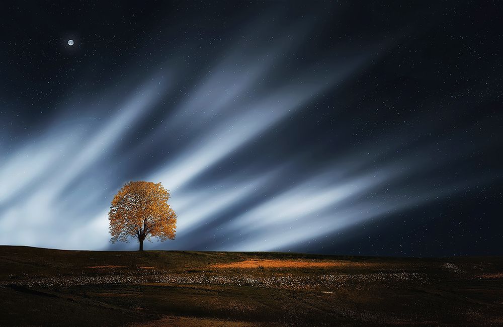 Trees 30 art print by Rachel Lee for $57.95 CAD