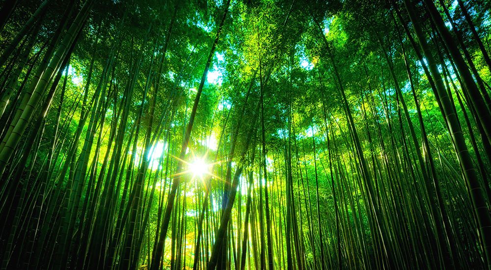 Trees 31 art print by Rachel Lee for $57.95 CAD