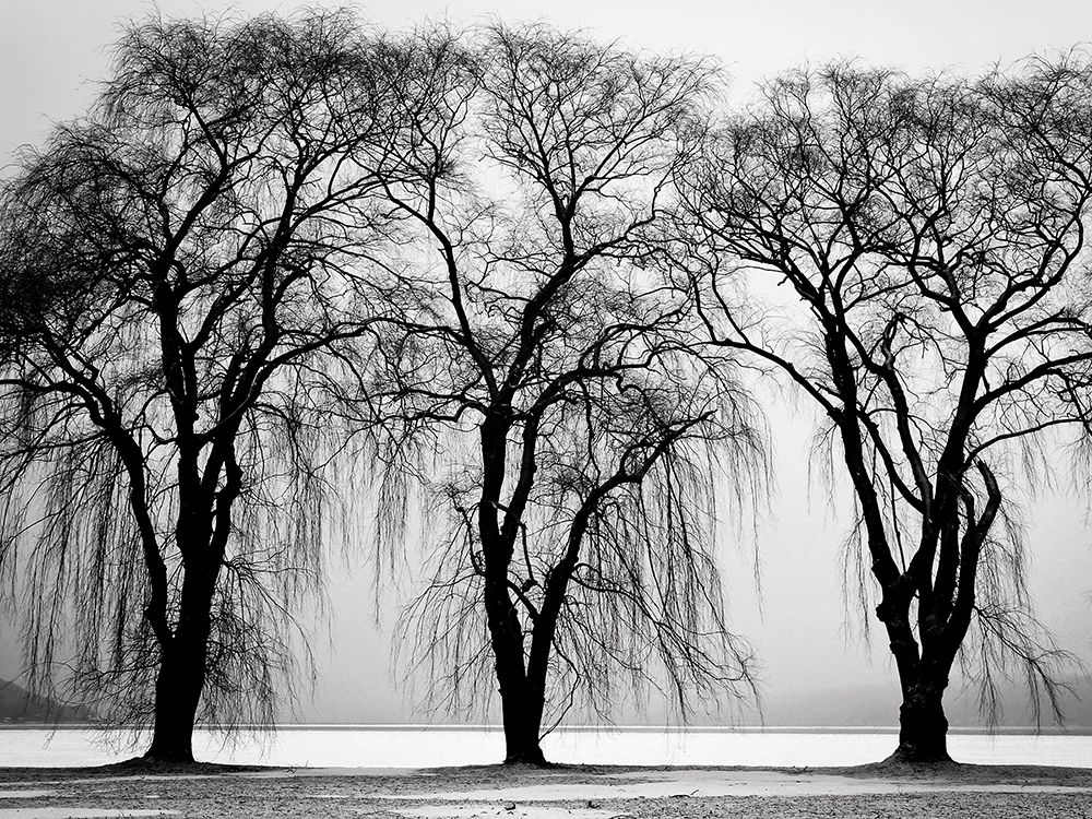 Trees 32 art print by Rachel Lee for $57.95 CAD