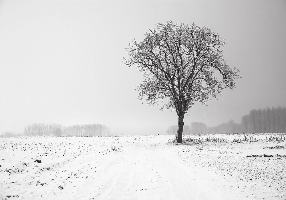 Trees 33 art print by Rachel Lee for $57.95 CAD