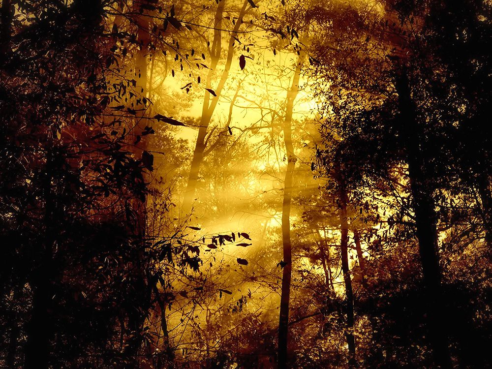 Trees 34 art print by Rachel Lee for $57.95 CAD