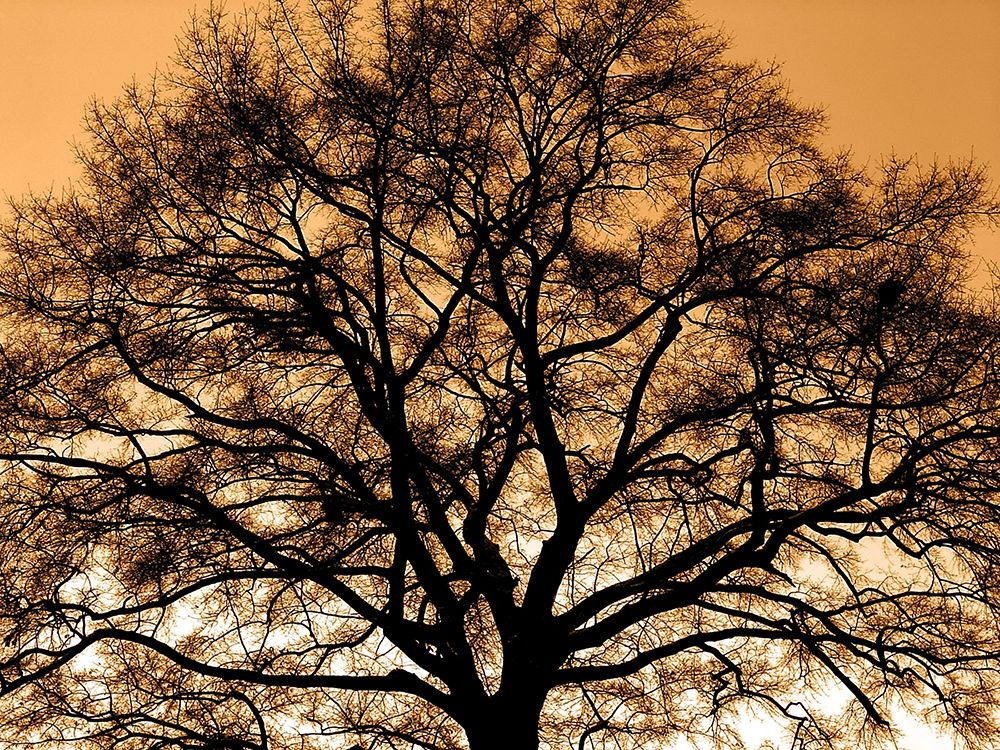 Trees 35 art print by Rachel Lee for $57.95 CAD