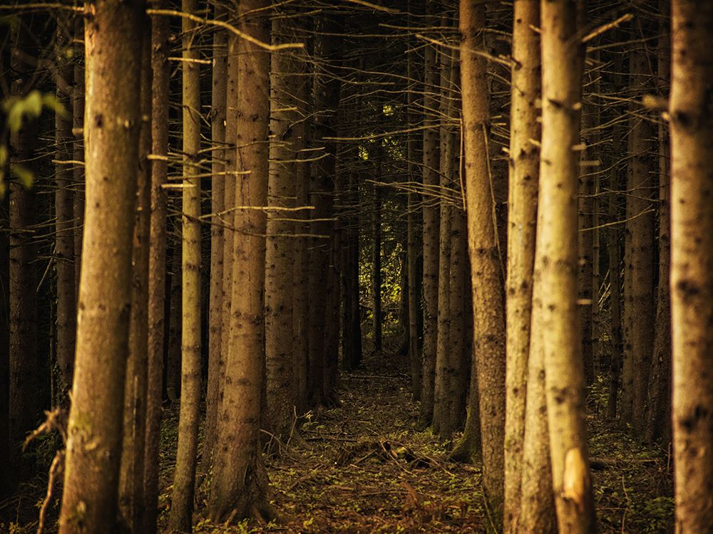 Trees 39 art print by Rachel Lee for $57.95 CAD