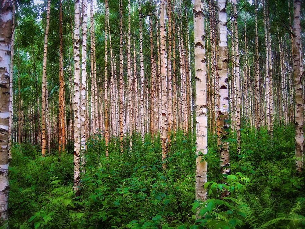 Trees 4 art print by Rachel Lee for $57.95 CAD