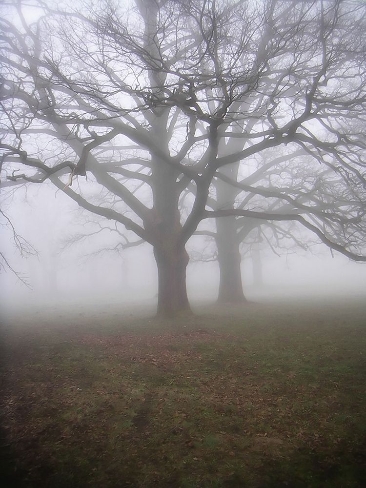 Trees 40 art print by Rachel Lee for $57.95 CAD