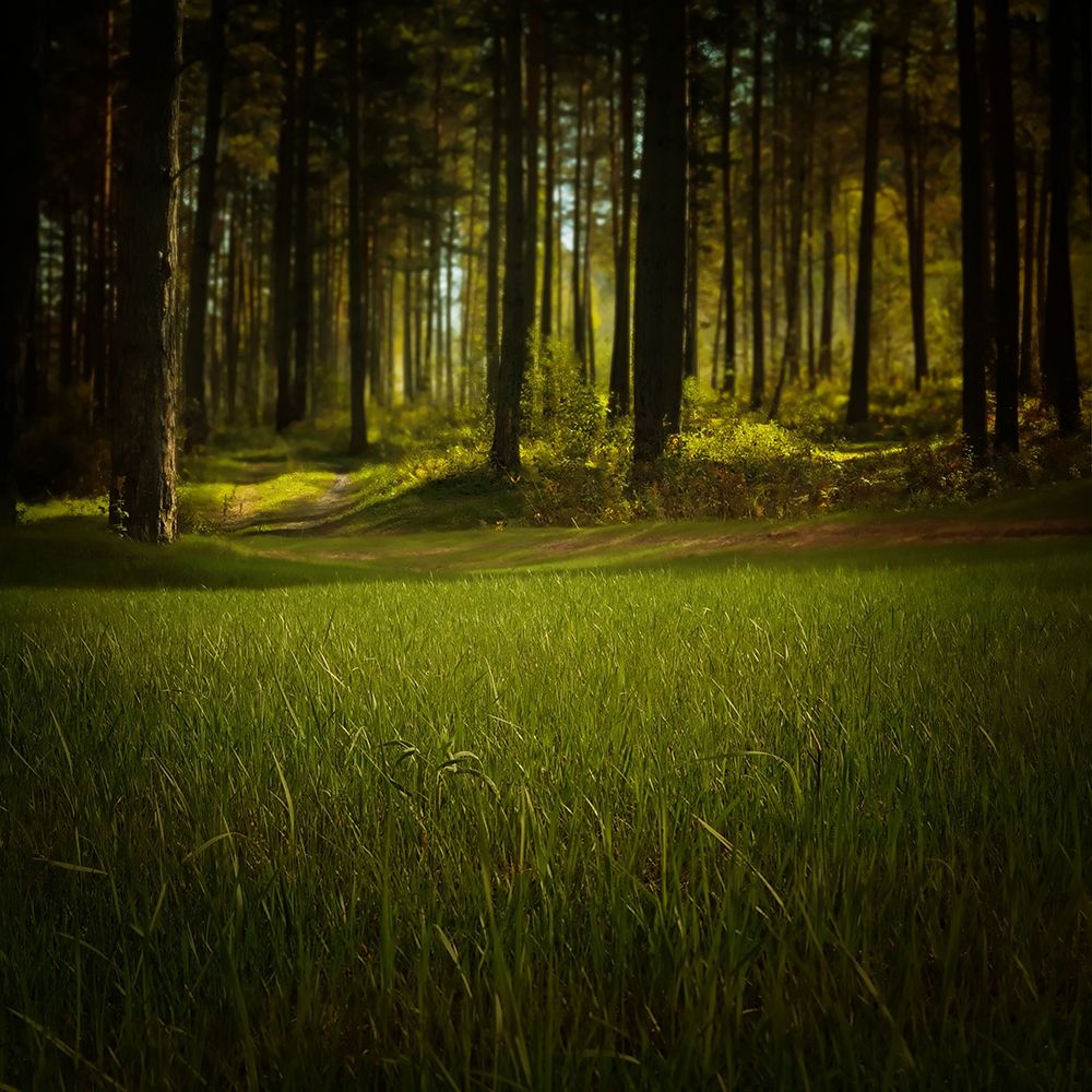 Trees 41 art print by Rachel Lee for $57.95 CAD