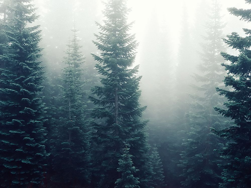 Trees 42 art print by Rachel Lee for $57.95 CAD