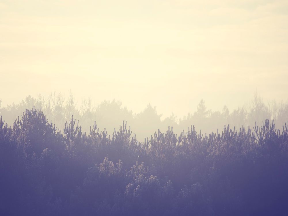 Trees 45 art print by Rachel Lee for $57.95 CAD