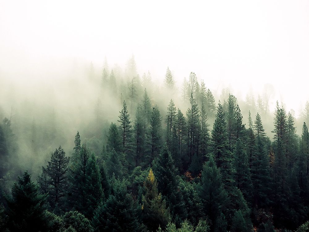 Trees 47 art print by Rachel Lee for $57.95 CAD