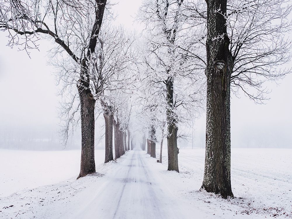 Trees 49 art print by Rachel Lee for $57.95 CAD