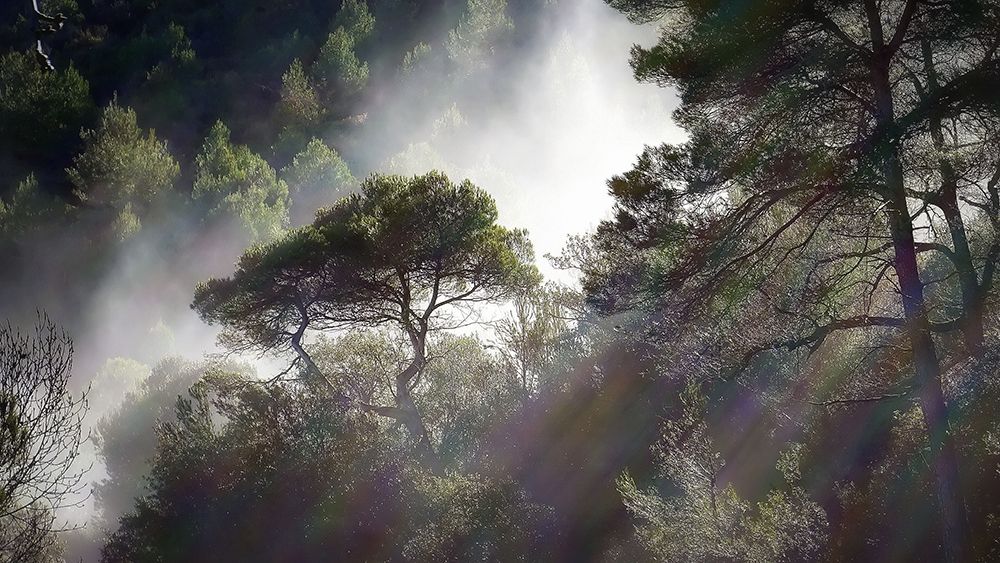 Trees 5 art print by Rachel Lee for $57.95 CAD