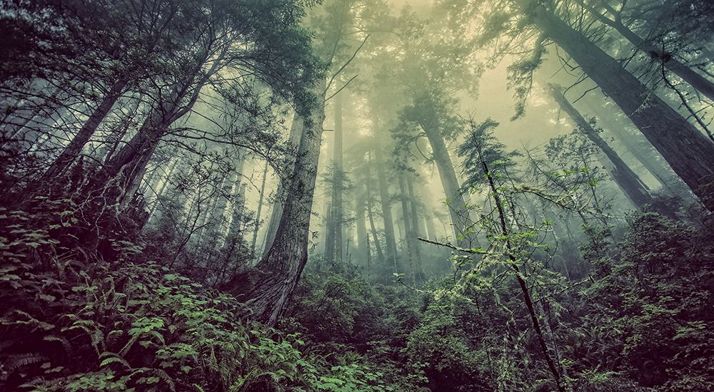 Trees 51 art print by Rachel Lee for $57.95 CAD