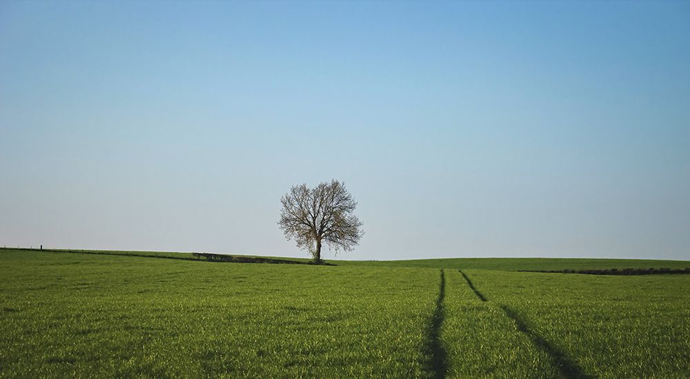 Trees 52 art print by Rachel Lee for $57.95 CAD