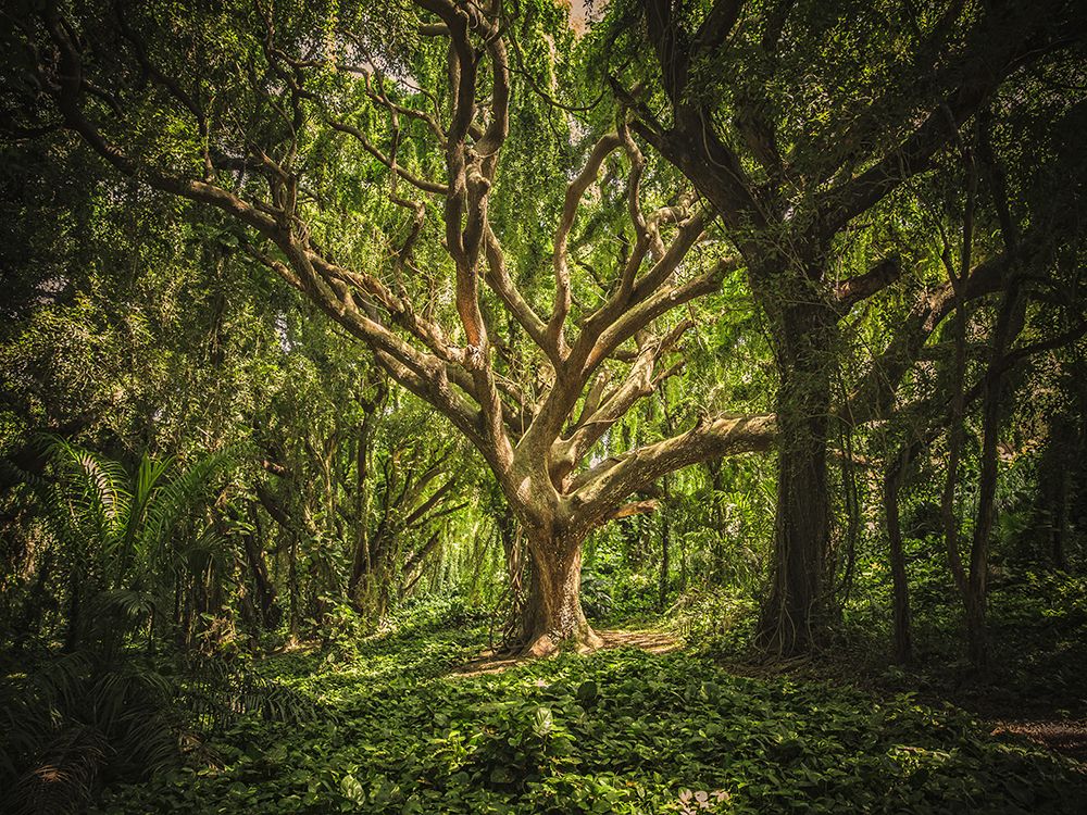 Trees 53 art print by Rachel Lee for $57.95 CAD