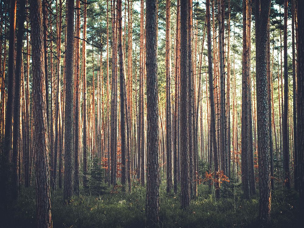 Trees 54 art print by Rachel Lee for $57.95 CAD