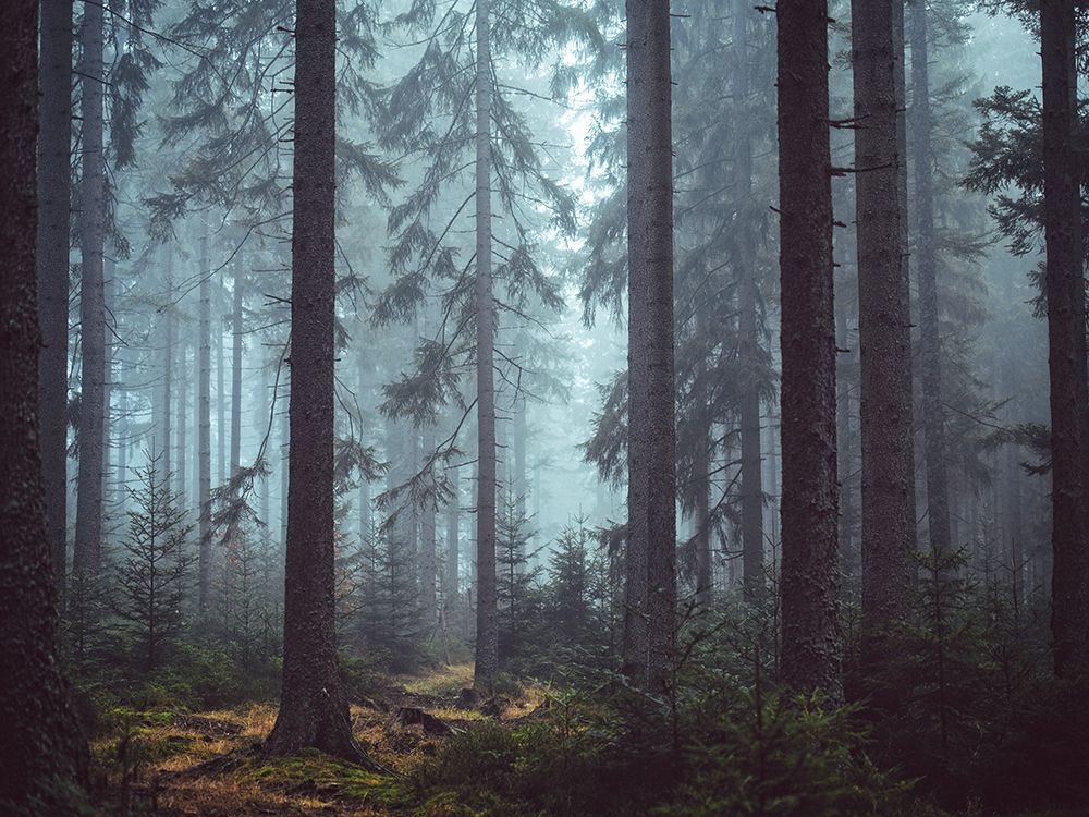 Trees 55 art print by Rachel Lee for $57.95 CAD