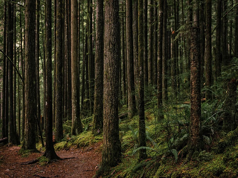 Trees 56 art print by Rachel Lee for $57.95 CAD