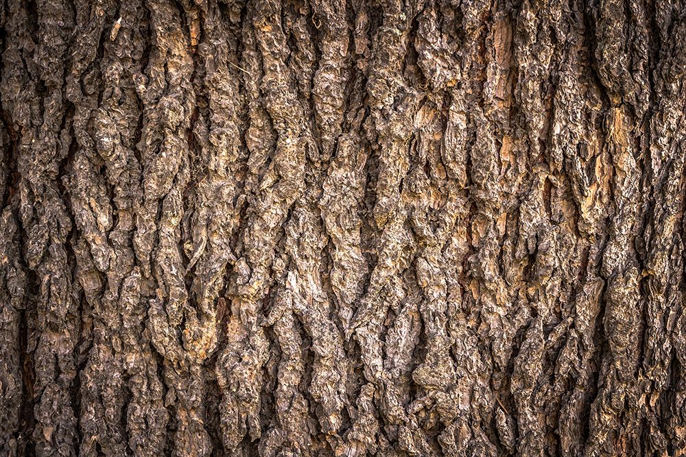 Trees 6 art print by Rachel Lee for $57.95 CAD