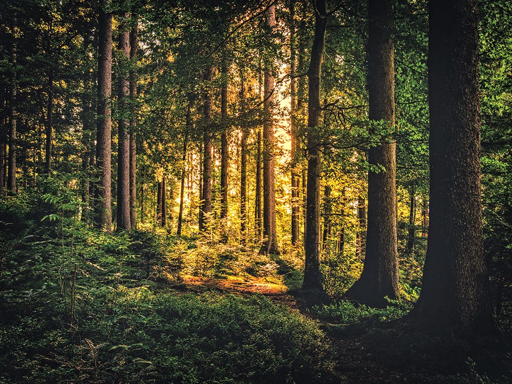 Trees 61 art print by Rachel Lee for $57.95 CAD