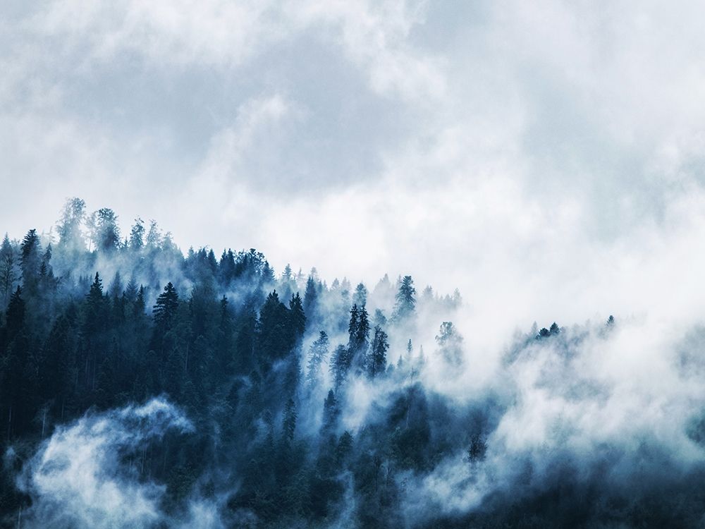 Trees 62 art print by Rachel Lee for $57.95 CAD