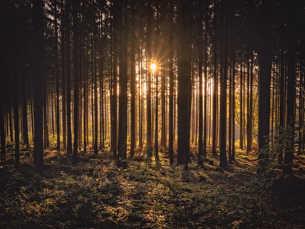 Trees 63 art print by Rachel Lee for $57.95 CAD