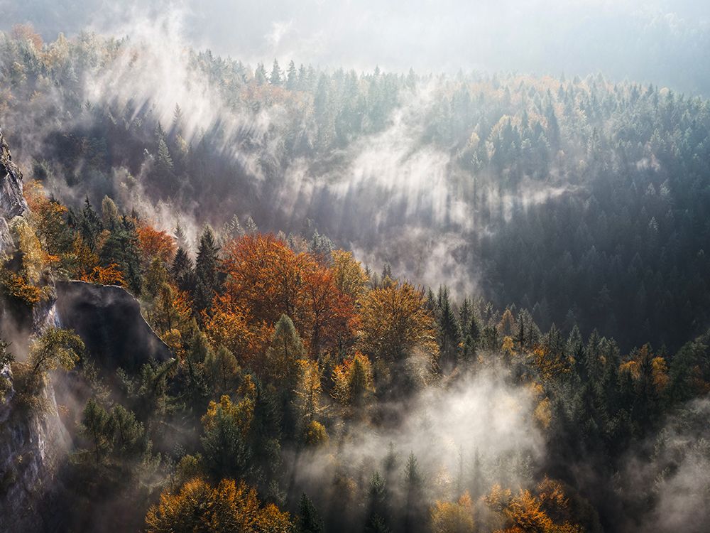 Trees 64 art print by Rachel Lee for $57.95 CAD